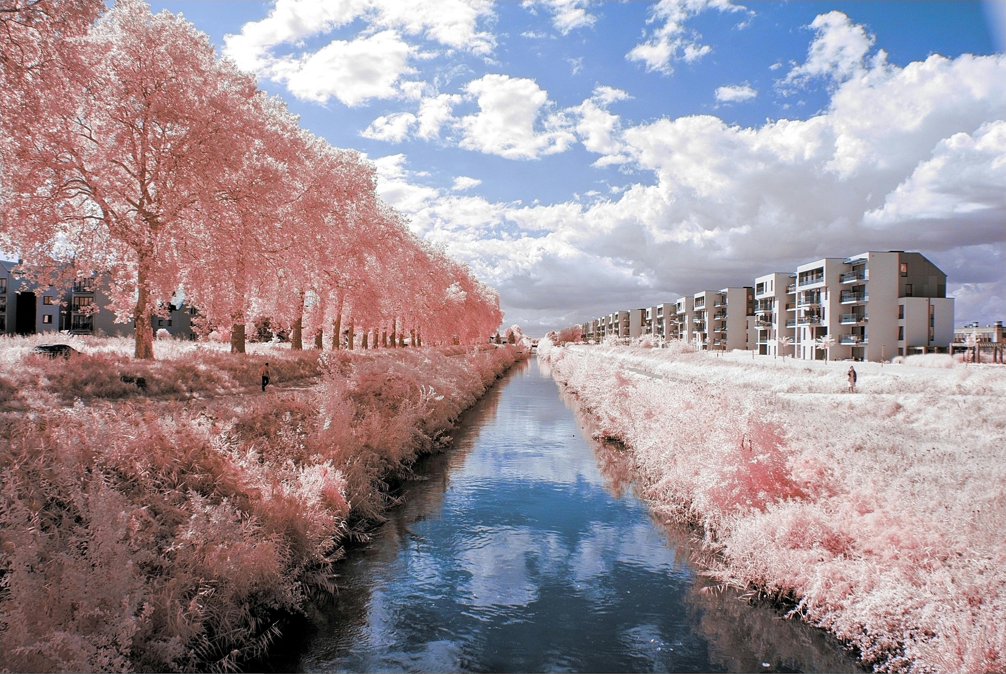 Infrared photograph of a canal lined with pink foliage and modern buildings under a vibrant sky.