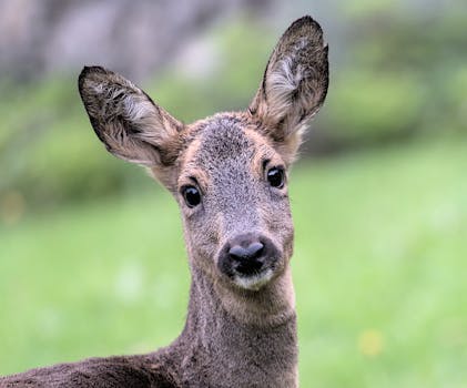 Adorable European roe deer fawn gazing at the camera, showcasing its captivating eyes and soft fur.