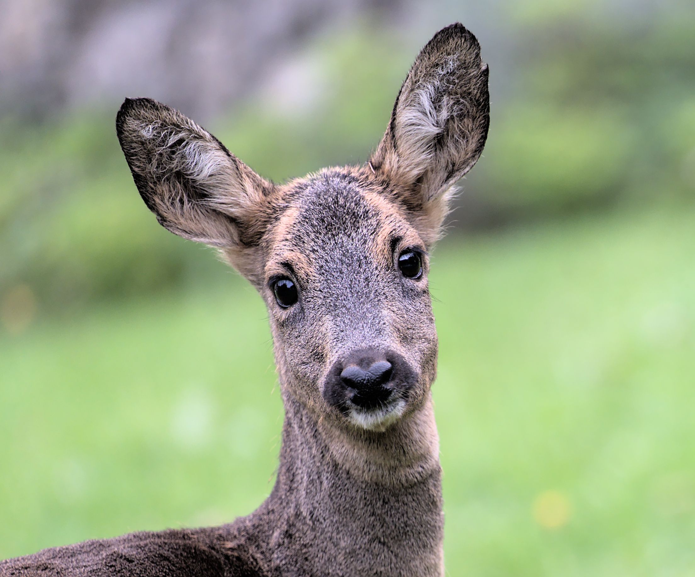 Portrait of a Roe · Free Stock Photo