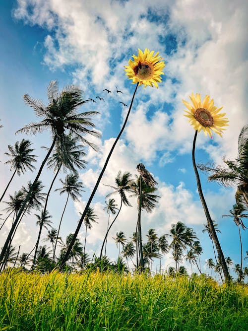 Palms and Sunflowers in Summer