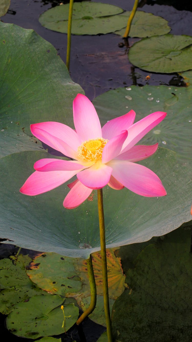 Pink Lotus Flower In Water