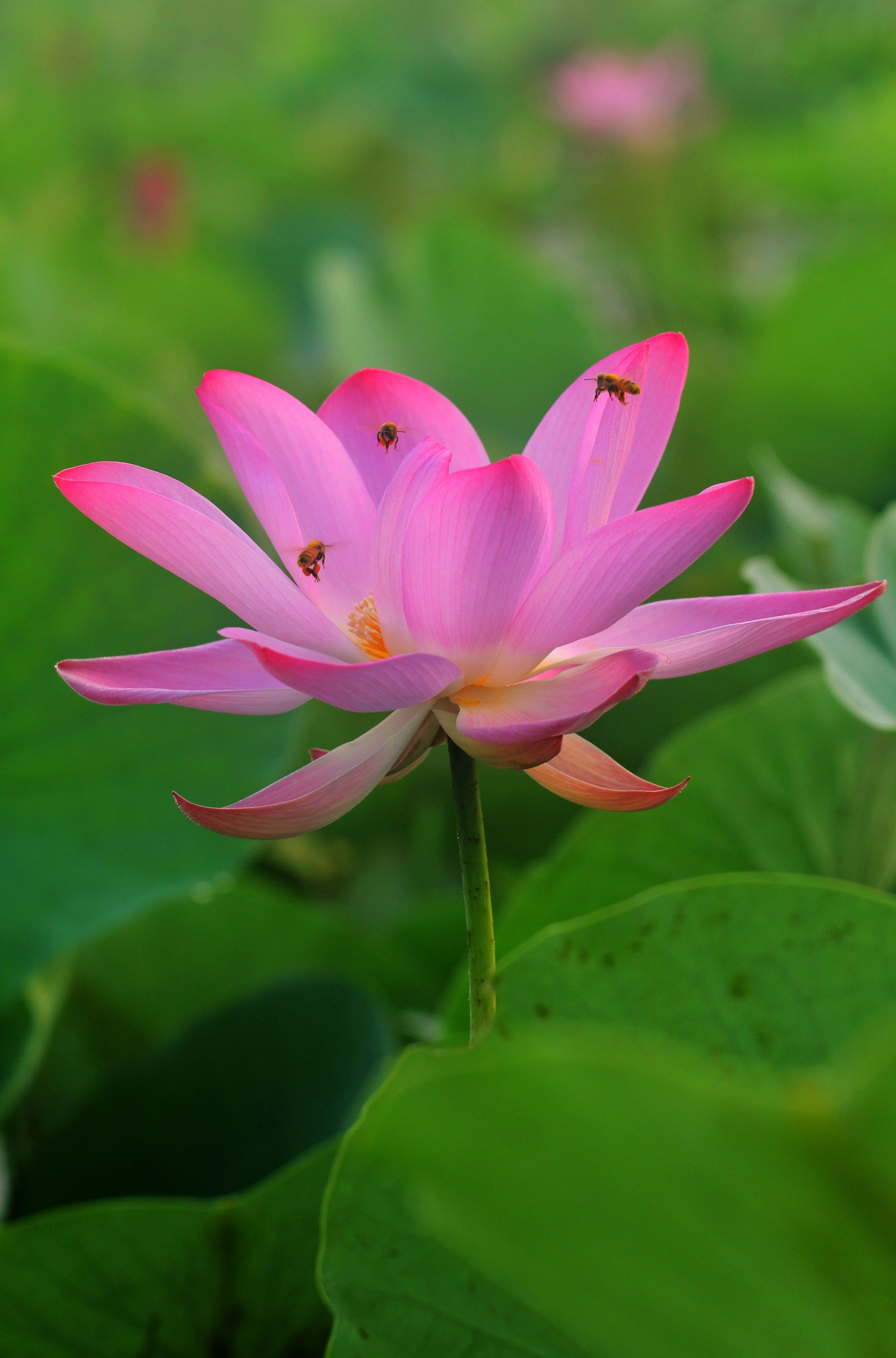 Bees Flying over Pink Lotus · Free Stock Photo