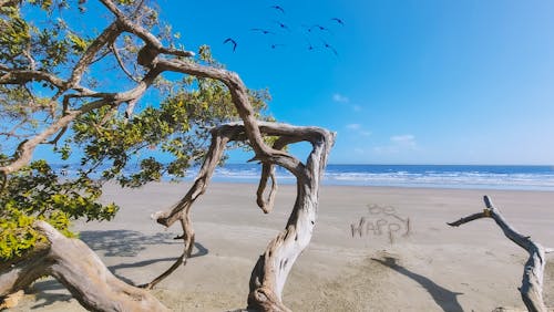 Birds Flying over a Be Happy Message Written in Beach Sand