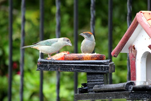 Miễn phí Ảnh lưu trữ miễn phí về chim, cho ăn, chụp ảnh động vật Ảnh lưu trữ