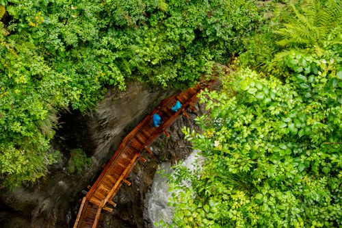 Free A scenic aerial view of a wooden walkway through vibrant green foliage above a ravine. Stock Photo
