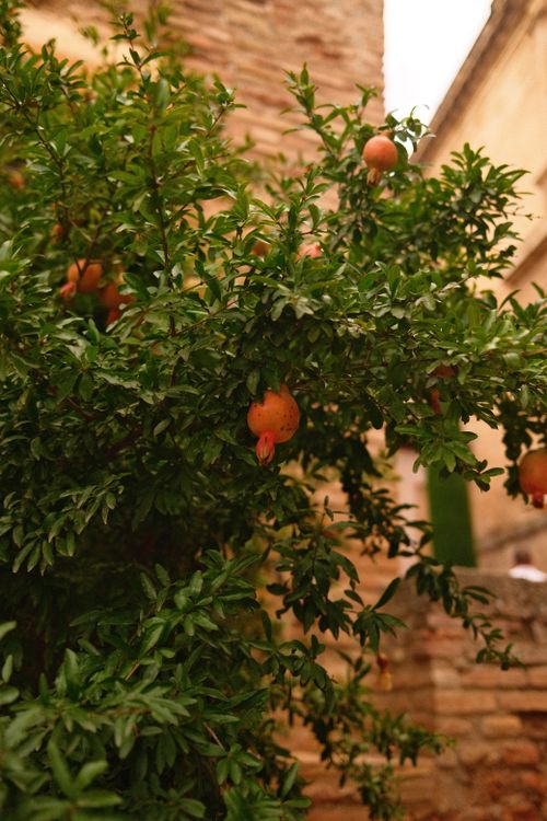 Free A vibrant pomegranate tree with ripe fruits thriving in a warm summer setting. Stock Photo