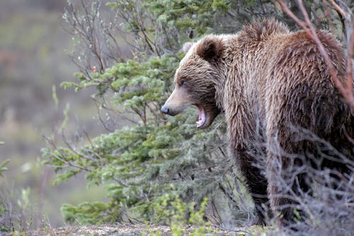 Foto stok gratis alam, bahaya, beruang cokelat