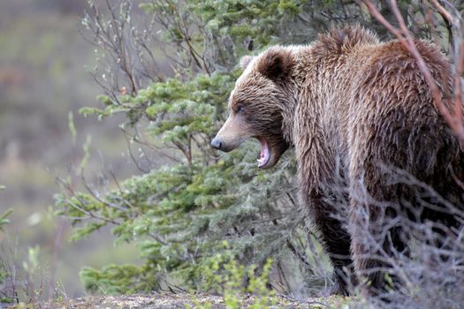 Denali National Park wildlife drive — Alaska