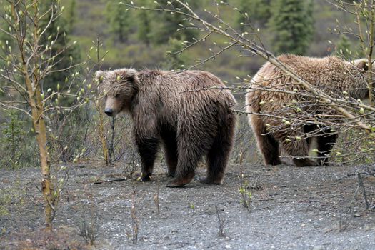 Denali National Park wildlife drive — Alaska