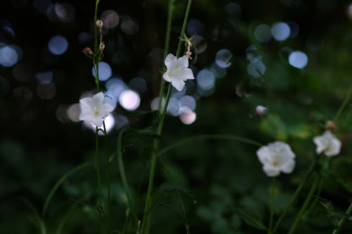 Fotobanka s bezplatnými fotkami na tému bellflowers, biele kvety, bokeh