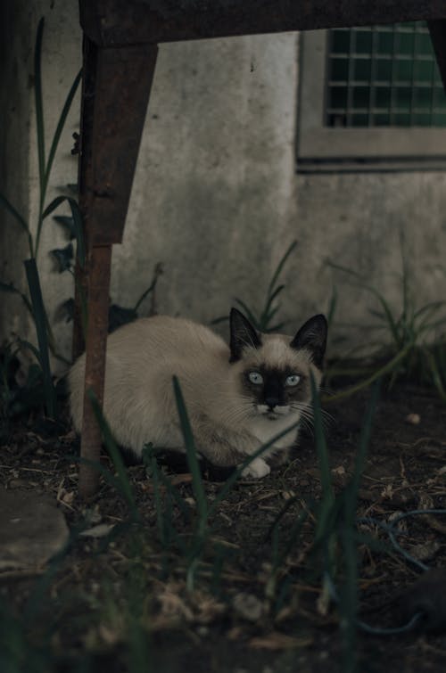 Ilmainen kuvapankkikuva tunnisteilla eläinkuvaus, käpertyneenä, kissa