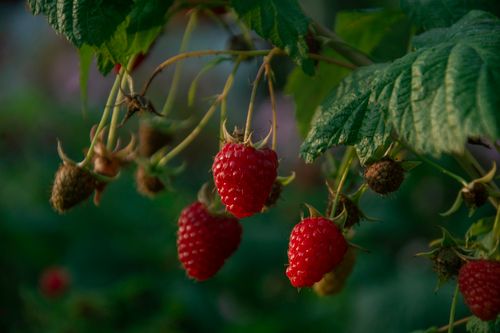 Free Vivid close-up of ripe red raspberries hanging on a vine, perfect for garden and food themes. Stock Photo