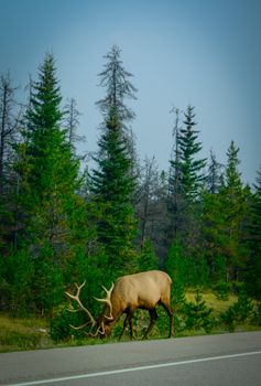 A moose grazes peacefully alongside a forest-lined road, showcasing wildlife in natural habitat.