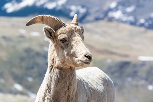 Fotobanka s bezplatnými fotkami na tému fotografie zvierat žijúcich vo voľnej prírode, horská koza, hory