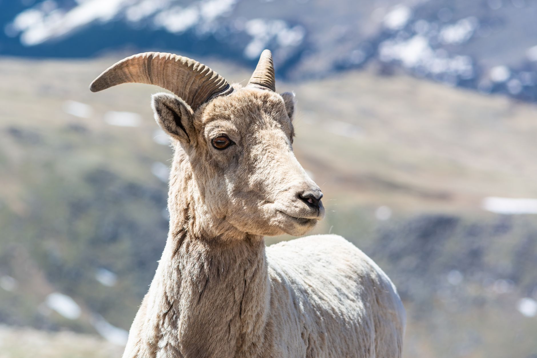 Close-up of a mountain goat with horns in a mountainous landscape, showcasing wildlife in its natural setting.