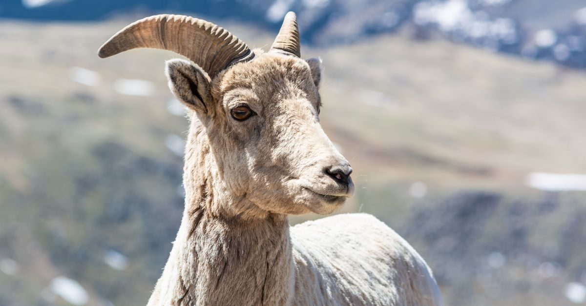 Close-up of a mountain goat with horns in a mountainous landscape, showcasing wildlife in its natural setting.