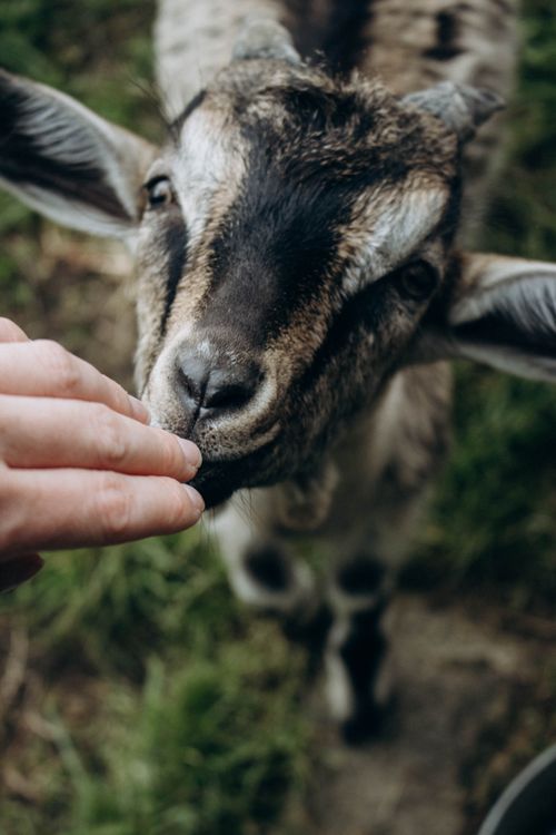 Free Adorable goat interacts with a person on a farm, showcasing gentle animal behavior. Stock Photo