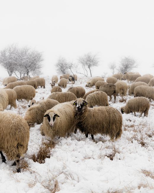 A flock of Bentheimer Landschaf sheep grazing in a snowy winter landscape.