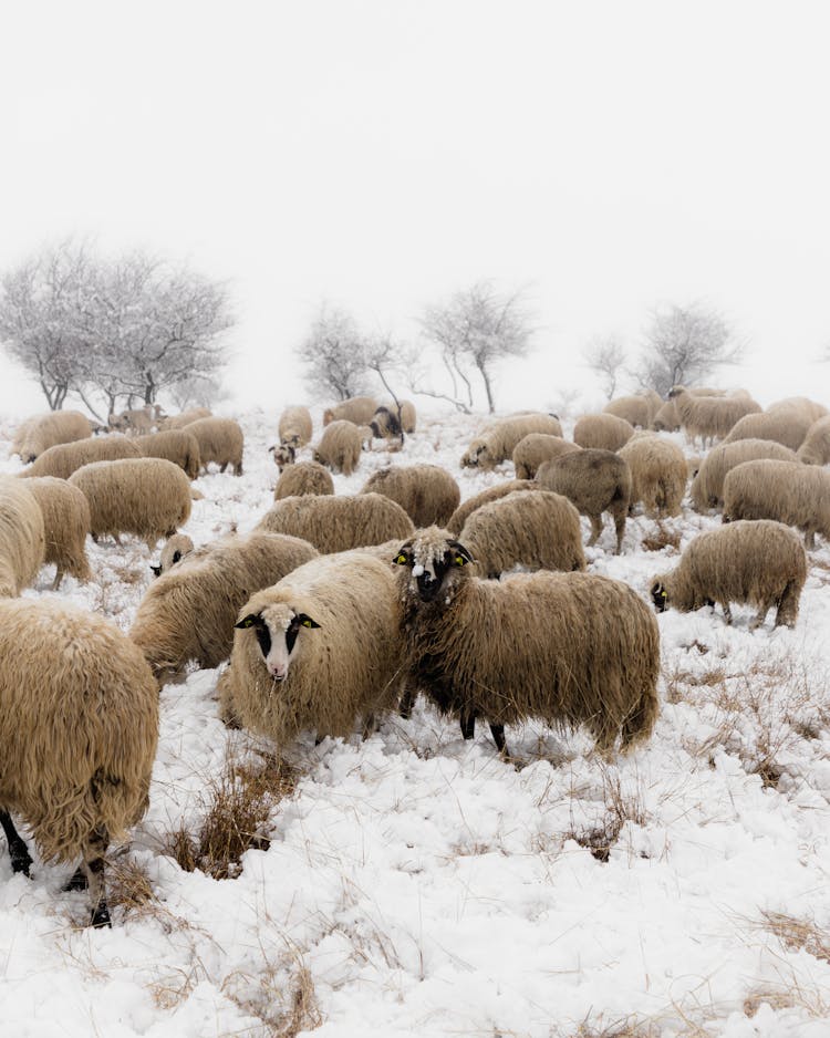 Flock Of Sheep In Winter