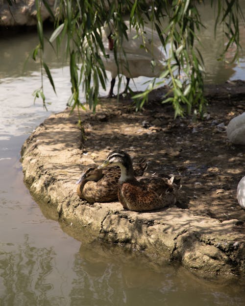 Ducks on Ground near Water
