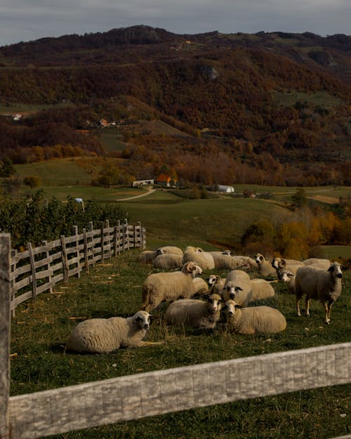 Flock of Sheep on Pasture