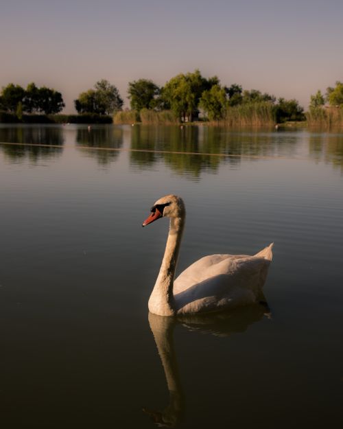 Free A graceful white swan glides on a peaceful lake, surrounded by lush greenery in a tranquil setting. Stock Photo