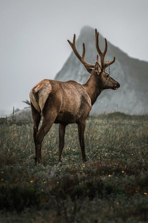 Buck in Nature