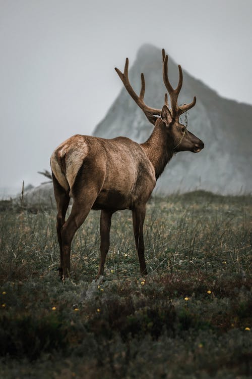 Gratis stockfoto met achteraanzicht, dierenfotografie, gewei