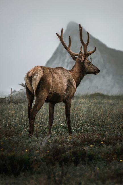 A serene deer with antlers stands in front of a misty mountain, capturing the essence of wildlife in nature.