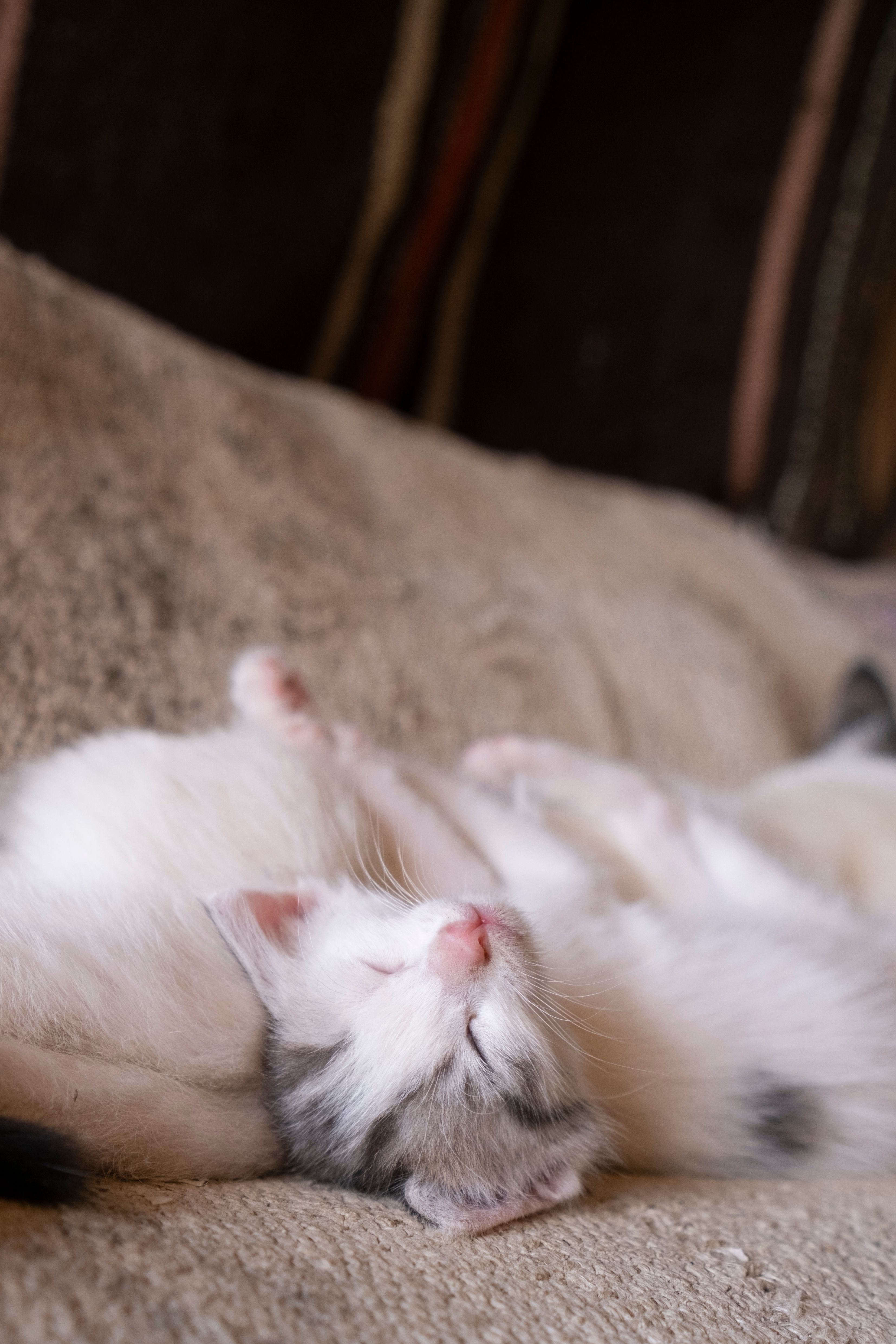 Close-up of a white kitten sleeping peacefully on a soft beige sofa, showcasing its cuteness.
