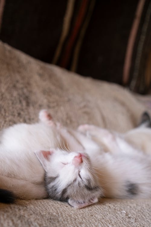 Closeup of White Cats on a Sofa