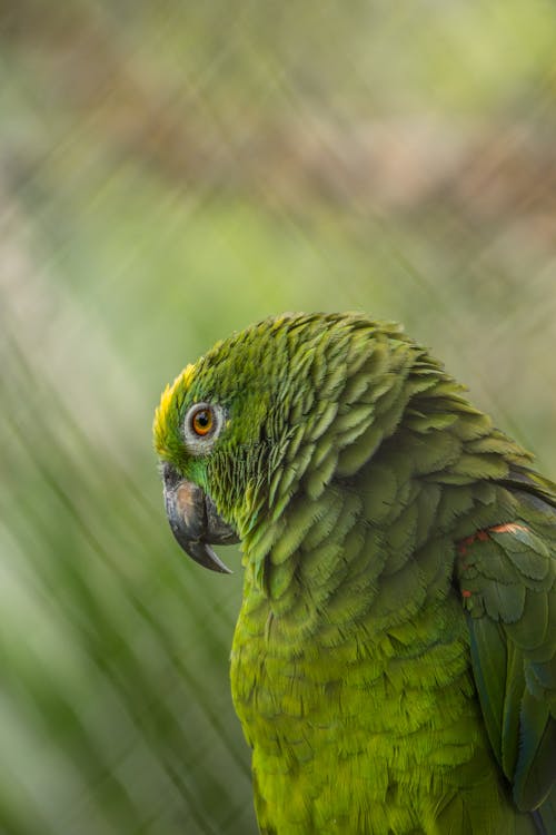 Close-up of Green Parrot Sitting in Nature