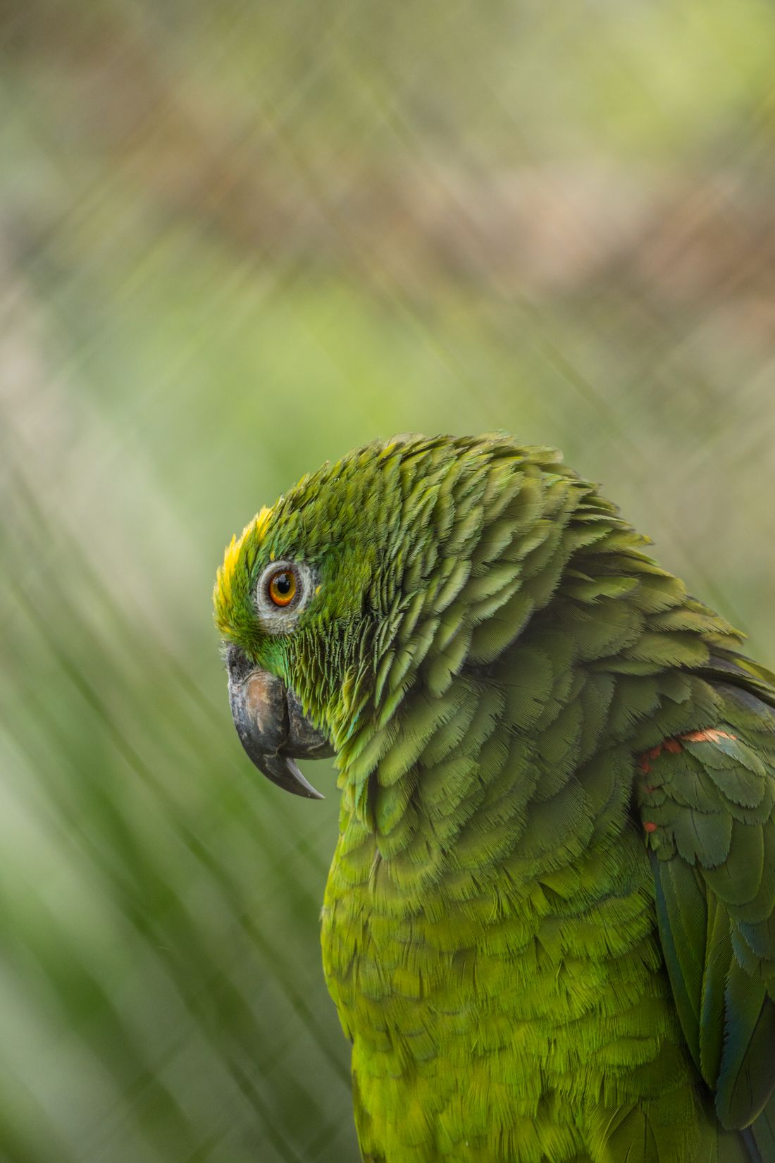 Green parrot perched in a natural setting