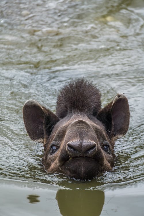Closeup of Tapir Swimming in Water