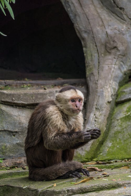 モンキー, 動物の写真, 動物園の無料の写真素材