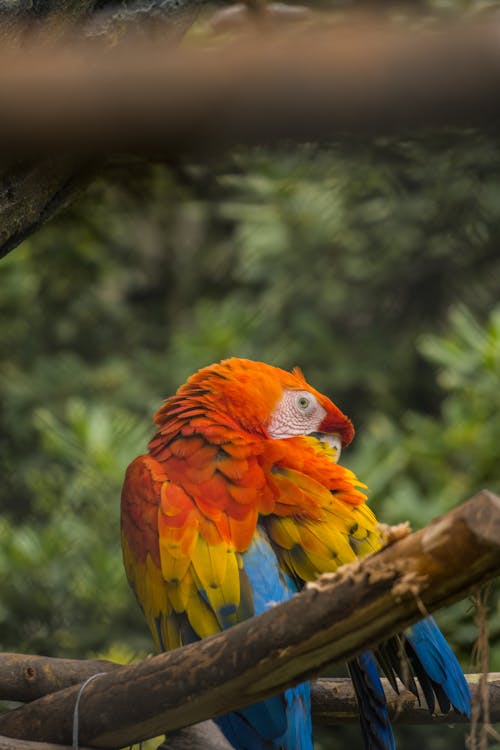 Exotic Parrot Sitting on Branch