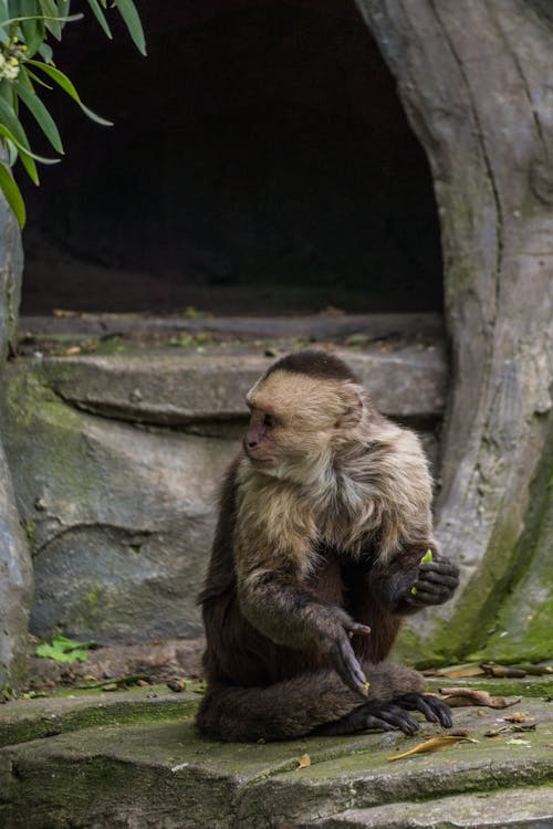 Monkey Sitting on Ground