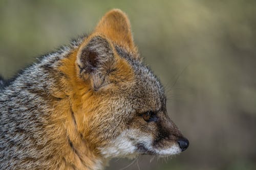 Closeup of Island Fox