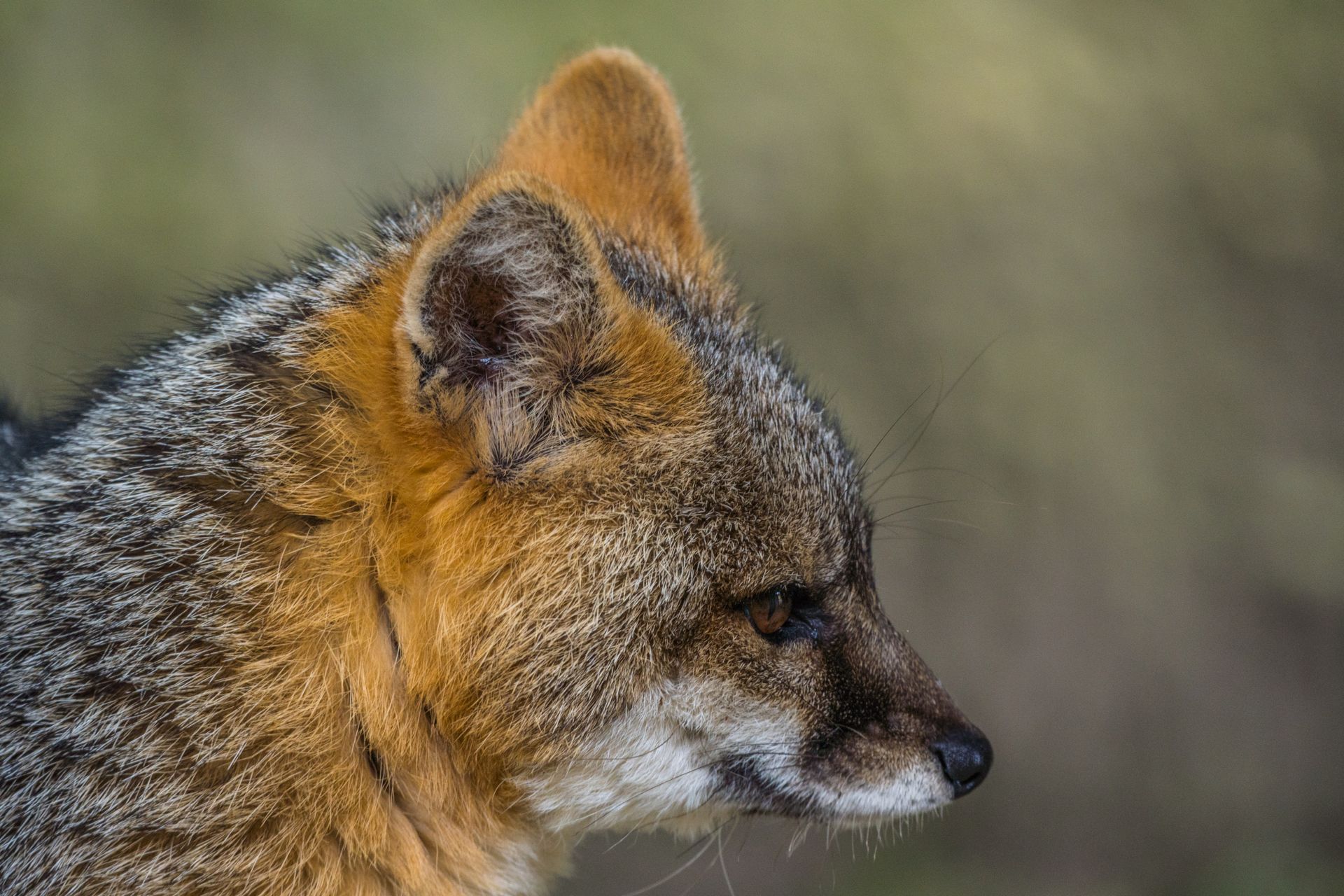Closeup of Island Fox
