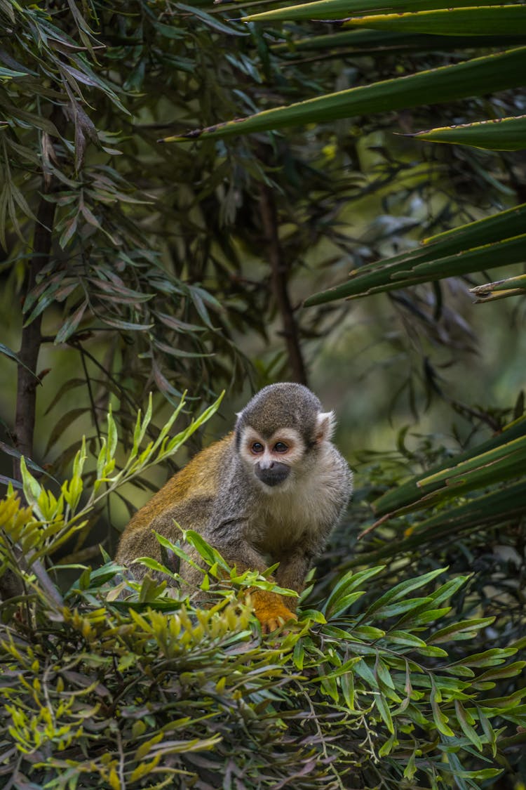 Monkey On Tree