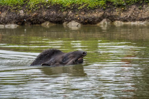 Mountain Tapir Swimming
