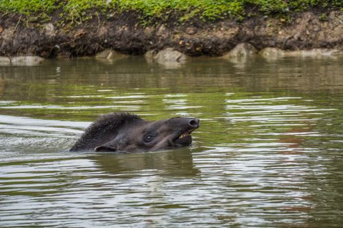 Free Explore the natural environment of a mountain tapir swimming in a tranquil water body in Sopo, Colombia. Stock Photo