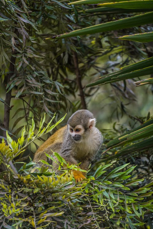 A Collins Squirrel Monkey in the Wild