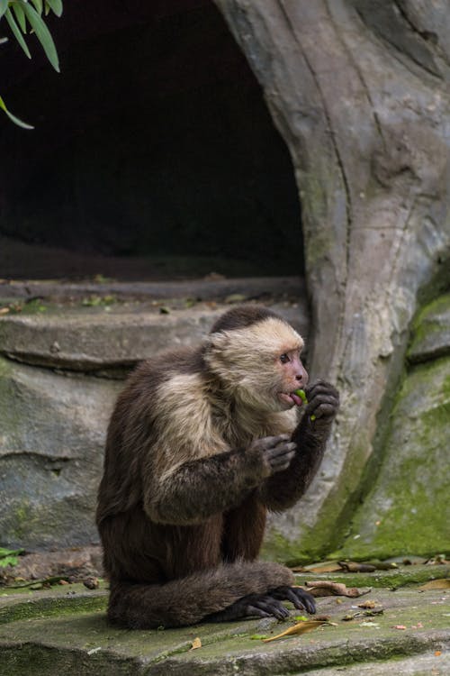 Close up of Monkey Sitting on Ground