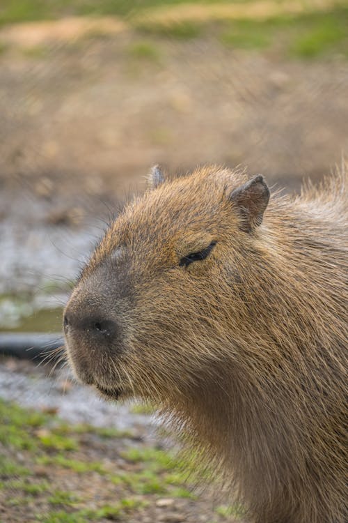 Furry Capybara with Eyes Closed