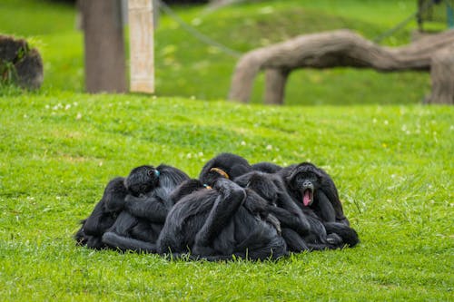 A Group of Spider Monkeys Sitting on the Grass 