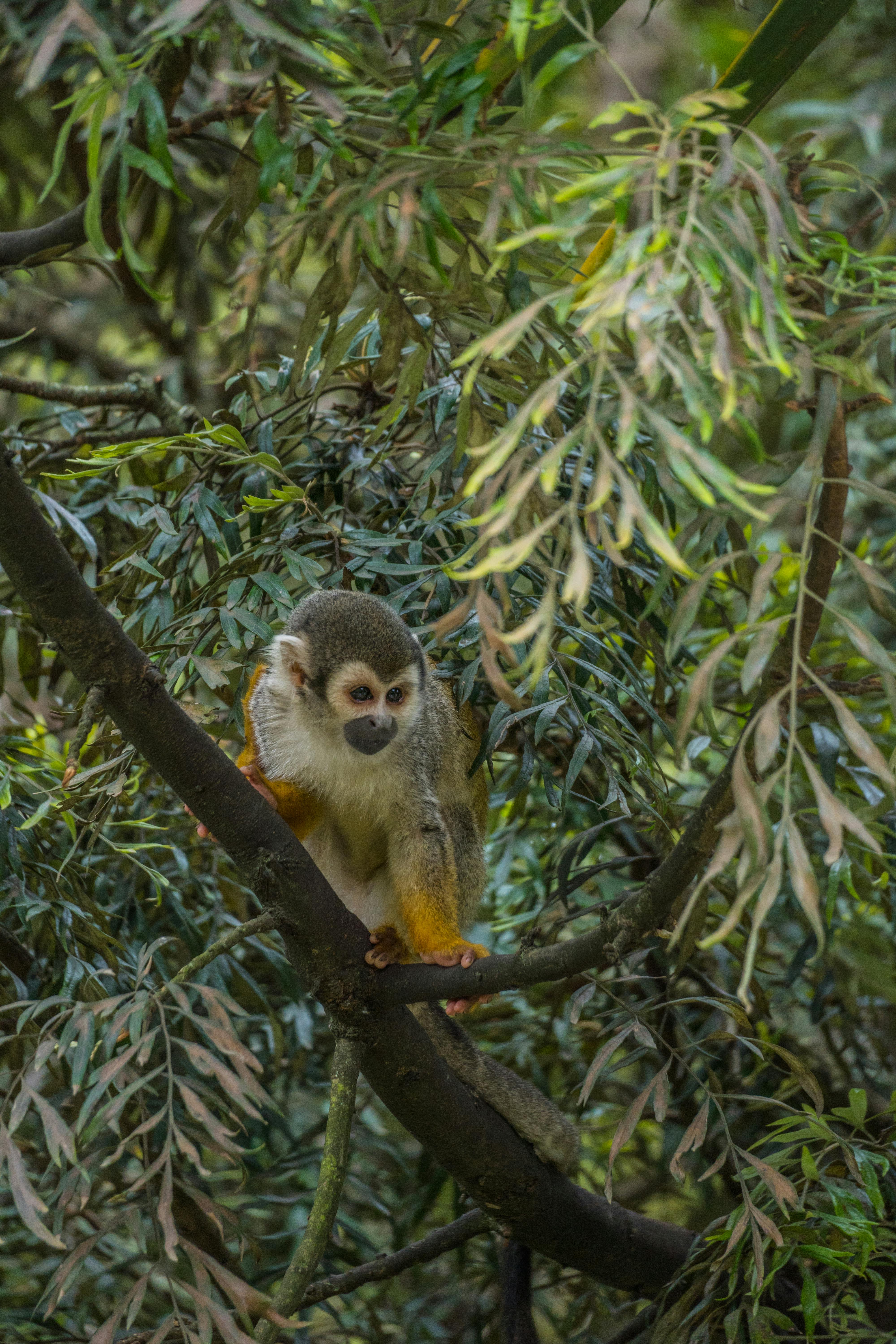 A captivating squirrel monkey perched on a branch in the lush greenery of Sopo, Colombia.