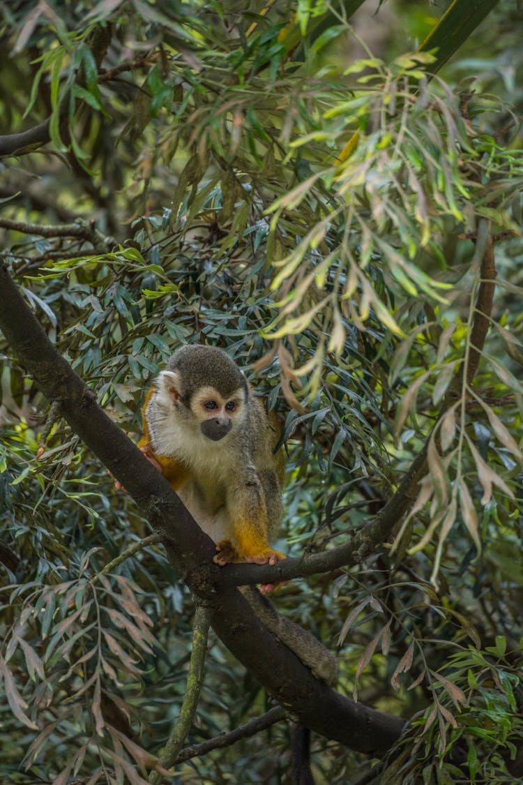 Small Monkey In Nature