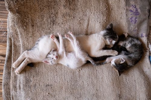 Free Three cute kittens sleeping closely on a cozy blanket, capturing a heartwarming moment of companionship. Stock Photo