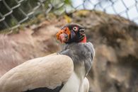 Close-up of a vibrant King Vulture in a natural setting in Colombia.